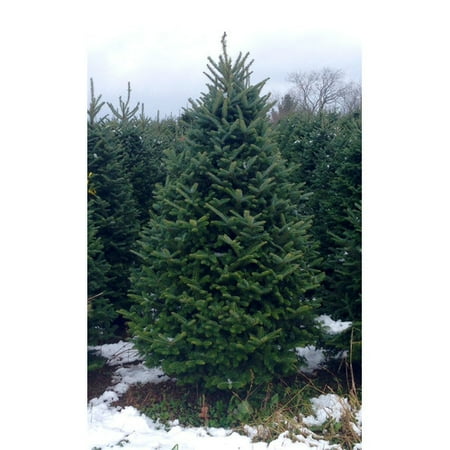 real christmas trees delivered