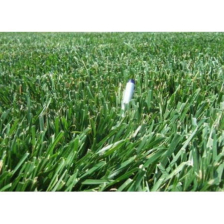 Rendition Turf-type Tall Fescue Grass Seeds - 50