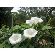 50 MOONFLOWER MORNING GLORY White Moon Flower Ipomoea Alba Flower Vine Seeds