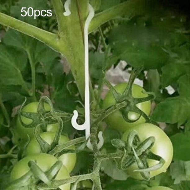 50 Uds. Clips de soporte para s, fijador de plantas de jardín, reutilizables, nuevas formas de crecimiento, soporte para evitar que los s 16cm shamjiam Gancho Soporte Tomate