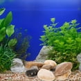 thumbnail image 1 of REOFLYUP 1 Set Landscaping Pebbles Assorted Color for Sidewalks, 1 of 6