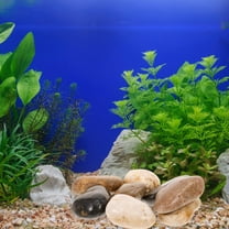 HOMEMAXS 1 Set Decorative Stones Decorations Pebbles for Fish Tank Glass Planter Garden Decorative Stones(500g)