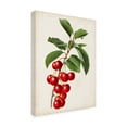 thumbnail image 2 of Vision Studio 'Antique Fruit II' Canvas Art, 2 of 3