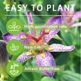 30+Perennial Tricyrtis Wonder Toad Lily Flower Seeds to Plant Outdoor ...