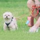 thumbnail image 2 of Dispensador Portátil De Bolsas Para Recoger Los Excrementos De Perro Con Bolsas Para Facilitar La Limpieza, 2 of 3