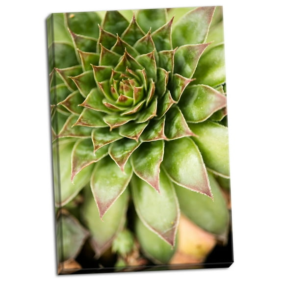 Gango Home Decor Sempervivum Succulent IV by Erin Berzel (Ready to Hang); One 24x36in Hand-Stretched Canvas