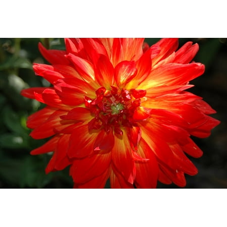 - LAMINATED POSTER Blossom Petal Red Flower Dahlia Floral Flower Poster Print 24 x 36
