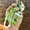 Green - Oiled Panda Milk Tea Cup 2, variant on Oil-filled panda milk tea cup keychain pendant, exquisite floating pendant, couple's bag decoration, foreign trade