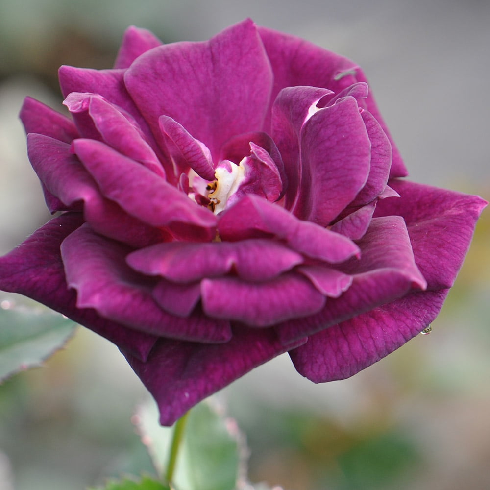 Wild Rose/Half Past Midnight メロハー Wild Rose/Half Past Midnight メロハー Wild Rose (4