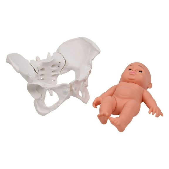Midwifery Teaching Model Female Pelvis Model with Baby for Nursing Training