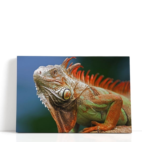 Red Crested Iguana - Wrapped Canvas Print Wall Art | 18" W x 12" H