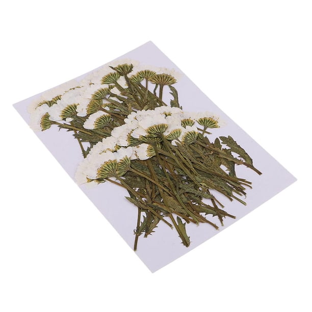 50 Piezas de Flores Prensadas Naturales Sunnimix para Arreglos Florales