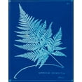 thumbnail image 2 of Unknown 12x14 Gold Ornate Wood Framed with Double Matting Museum Art Print Titled - Cyanotype Ferns II, 2 of 4