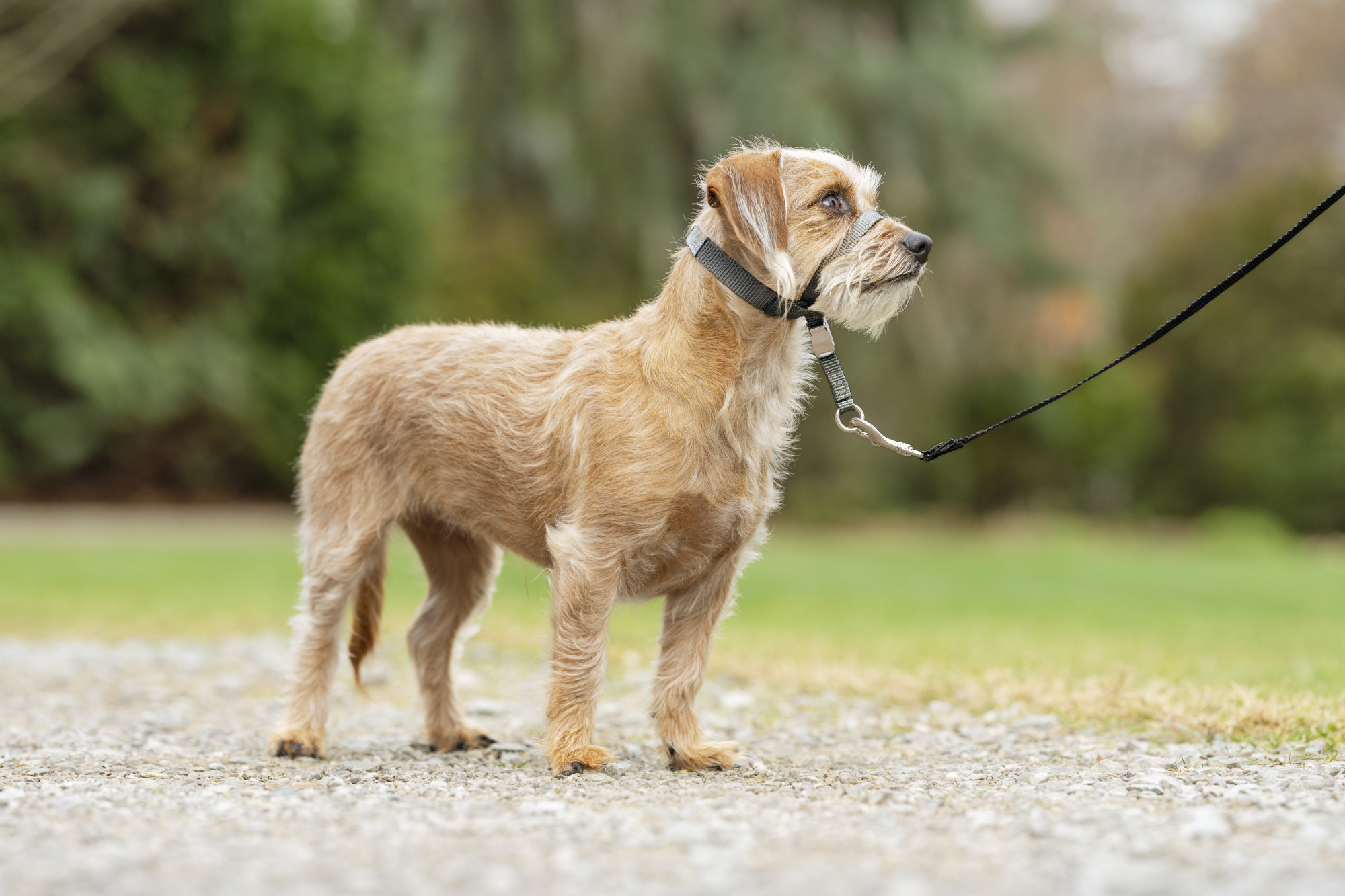 Gentle Leader® Headcollar, No-Pull Dog Collar