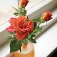 thumbnail image 7 of Proven Winners ColorChoice 5" Orange Rise Up Emberays Rose Live Plant in 4.5" Pot (4 Count), 7 of 7