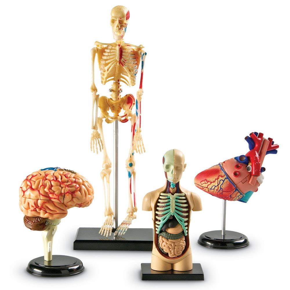 Learning Resources Anatomy Models Bundle Set, Brain, Body, Heart