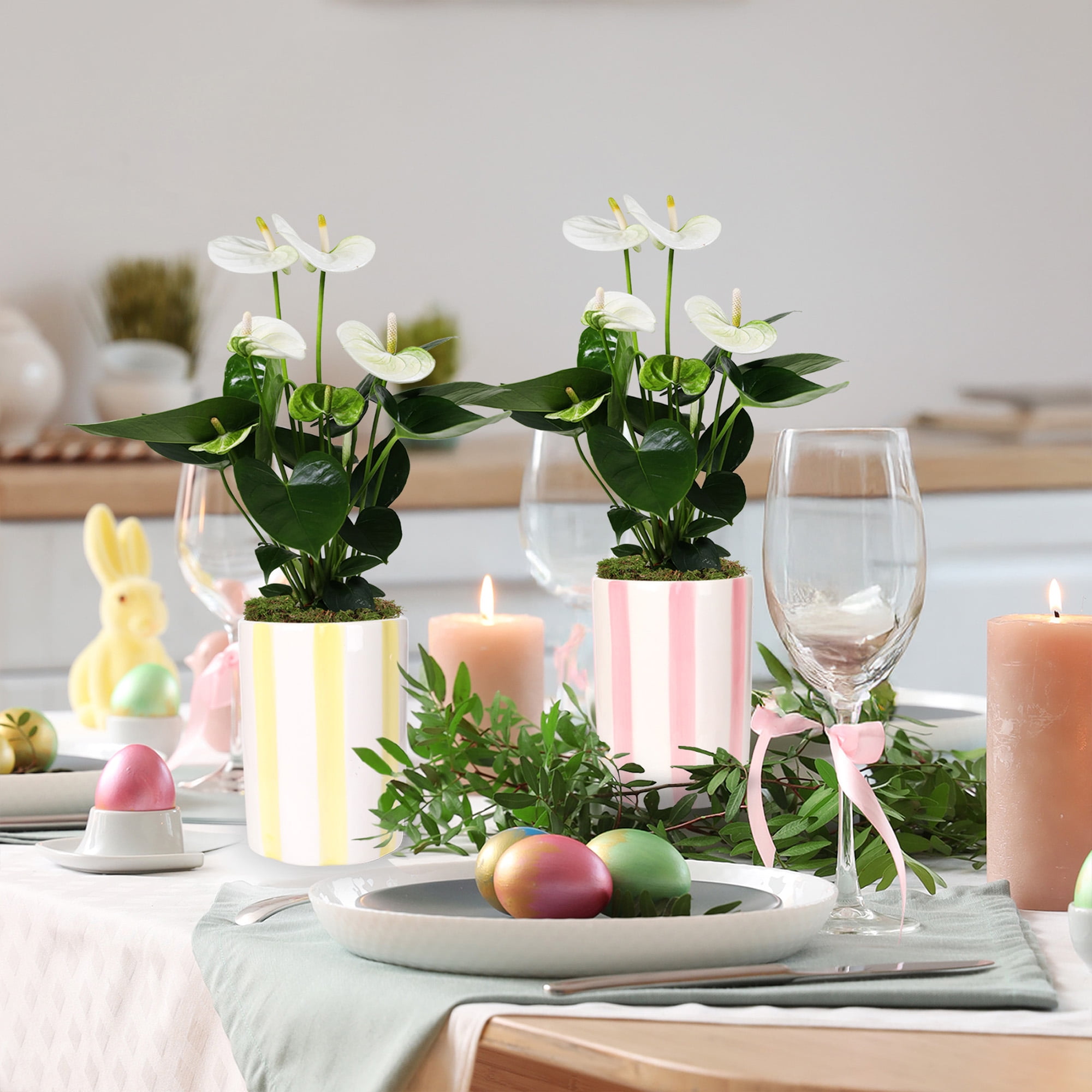 2pack White Anthurium in Pink and Yellow Striped Pots