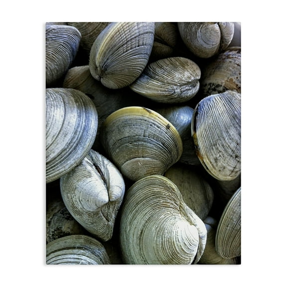 Stupell Industries Maritime Clams Pile Nautical & Beach Photography Wrapped Canvas Art Print Wall Art, 16 x 20