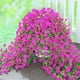 thumbnail image 1 of Flores colgantes artificiales Yastouay Morning Glory Fuchsia x4, 1 of 9