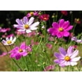 thumbnail image 2 of "Sensation Mix" Cosmos Flower Seeds for Planting, 100+ Seeds Per Packet Non GMO & Heirloom Seeds, Scientific Name Cosmos bipinnatus, Great Home Flower Garden Gift, 2 of 6