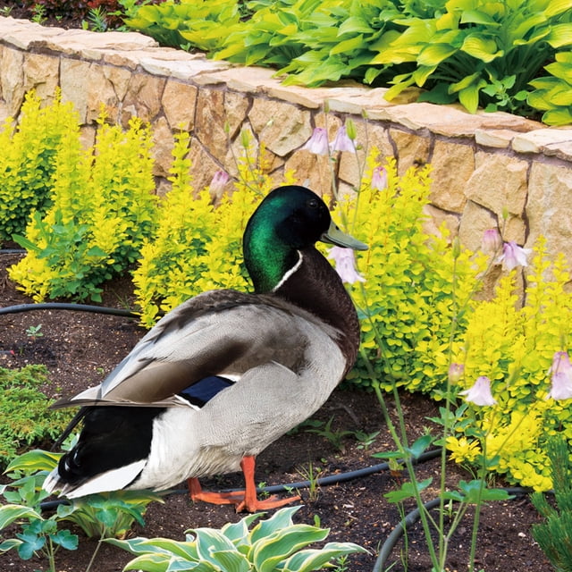 FUTUREORYY 2Ud Para Jardín Con Estacas De Acrílico Multicolor Para Uso En Exterior