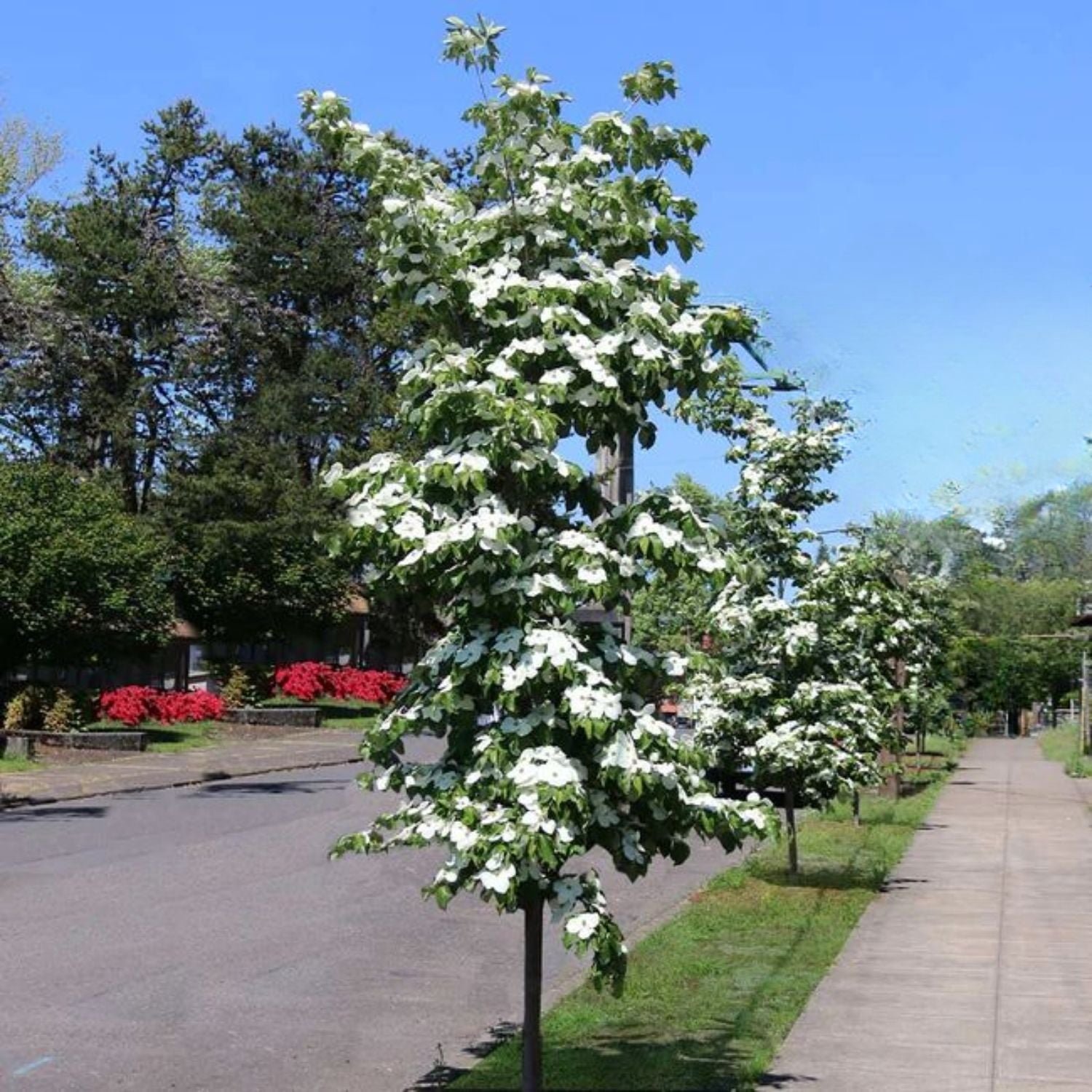 Expert Gardener 4-5' Dogwood Snow Tower® in 2 gal. Grower Pot