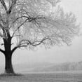 thumbnail image 3 of Masterpiece Art Gallery Winter Tree Serenity by Ilona Wellmann Canvas Photo Art Print 22" x 28", 3 of 4
