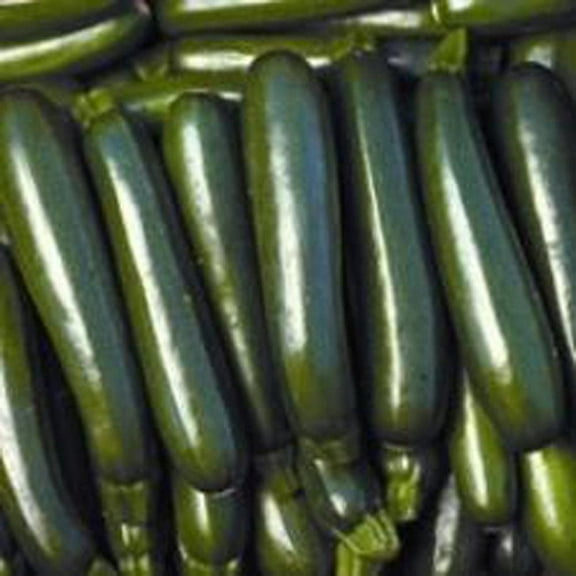 Zucchini Squash Seeds,Squash Long Dark Green, Heirloom, 100 Seeds, Non GMO