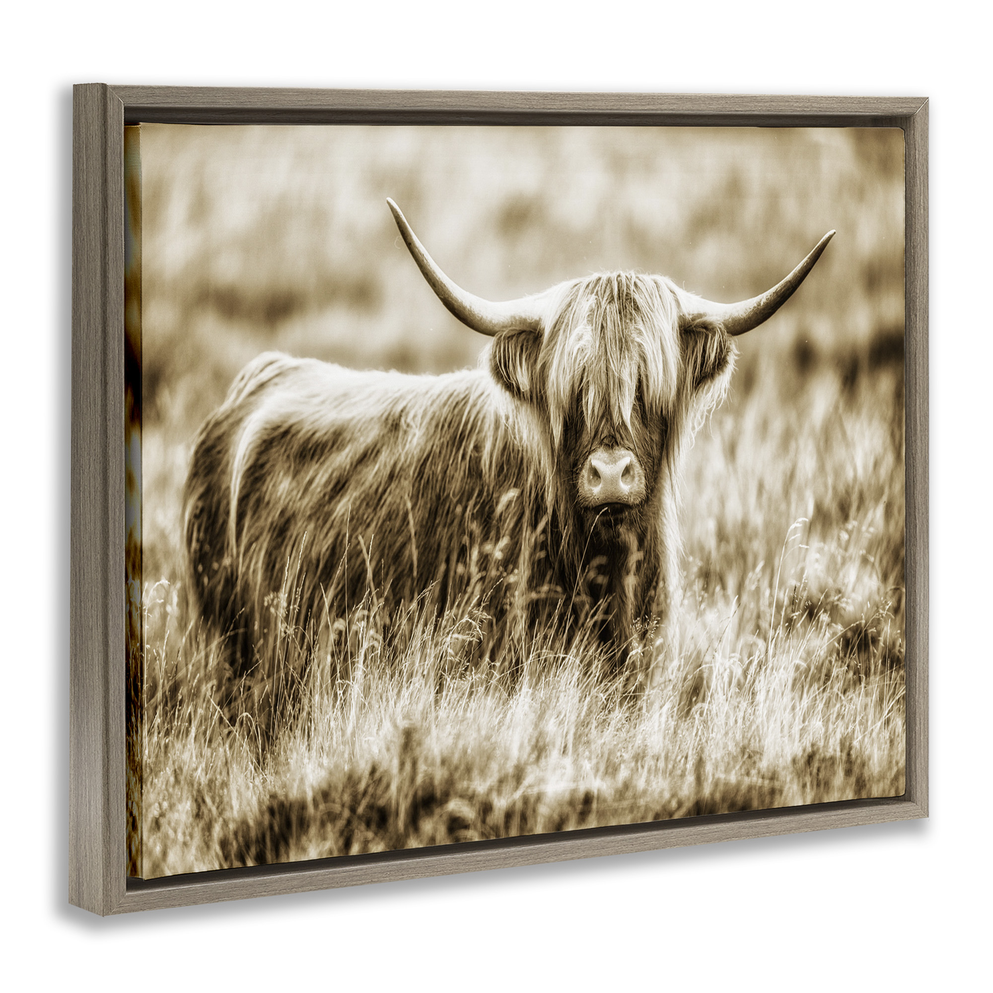 Stupell Industries Vintage Cow In Pasture Animals & Insects Photography Brown Floater Framed Canvas Art Print Wall Art, 31 x 25