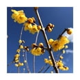 thumbnail image 2 of Twin-PK Live Young Wintersweet Trees in 4-in Pots, Chimonanthus praecox – Winter Blooming Tree, Fragrant Flowers, Garden Ornamentation, 2 of 6