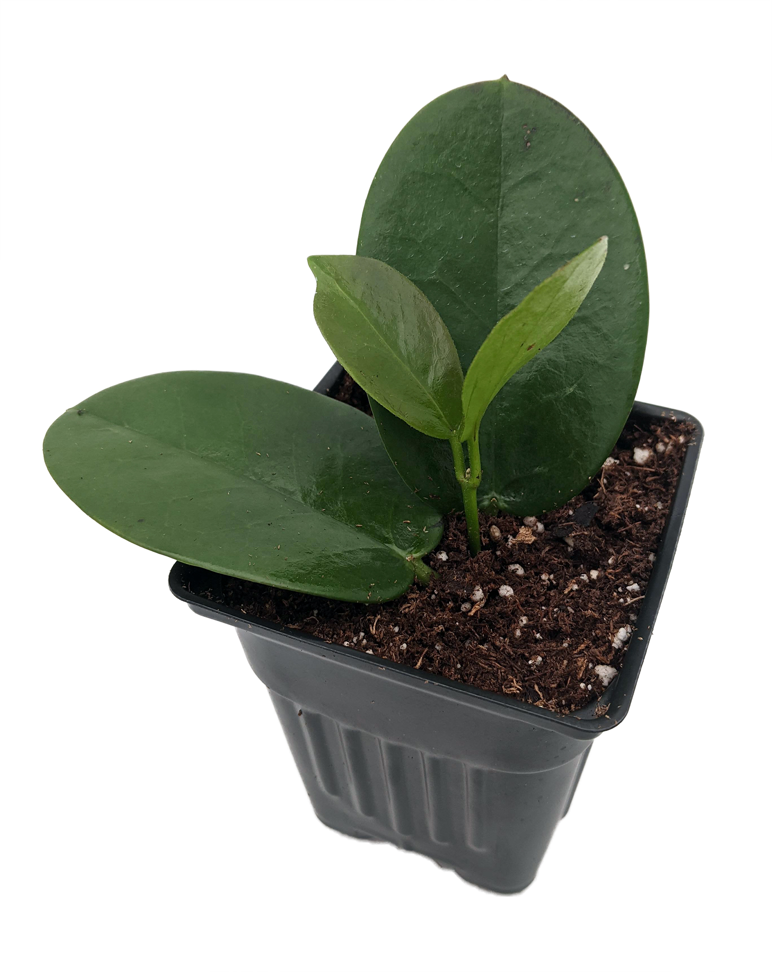 Hoya Australis Exotic Yet Easy 4" Pot