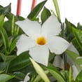 thumbnail image 4 of Island Blooms Live Outdoor White Mandevilla in .5 Pint Pot – 14 inch Tall, Full Sun, 4 of 6