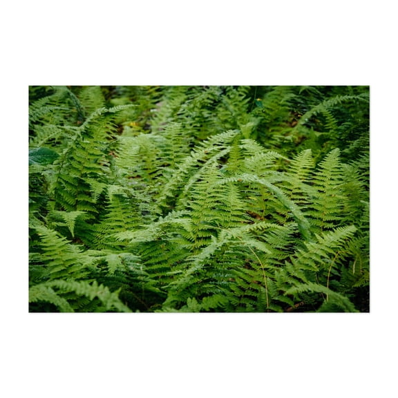 Wet Fern - Virginia Photography Nature Botanical Forest Floral Scenic Rustic Unframed Wall Art Print 5 x 7 inches