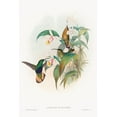thumbnail image 2 of Gould, John 23x32 Black Ornate Wood Framed with Double Matting Museum Art Print Titled - Lafresnaya flavicaudata-Buff-tailed Velvet-breast, 2 of 4