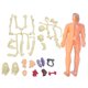 thumbnail image 3 of Modelo de enseñanza del cuerpo humano ANGGREK Juguetes modelo de cuerpo humano para mayores de 6 años, 3 of 8