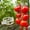 Clear-1pcs#1, variant on 1Pcs Plant Clips, Plant Support Clips Plastic Trellis Clips Garden Plant Clips for Tomatoes, Cucumbers, Vines, Reusable Garden Clips Tomato Clips, Gardening Supplies to Grow Upright(Clear-1pcs)