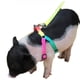 thumbnail image 1 of Arnés ajustable para cerditos de cerdo y otros animales pequeños ferret, conejo, perro y animales pequeños similares, 1 of 3