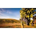 thumbnail image 2 of Duval, Richard 18x12 Black Ornate Wood Framed with Double Matting Museum Art Print Titled - Washington State-Yakima Valley Clusters of Cabernet Sauvignon at Yakima Valley vineyard, 2 of 4