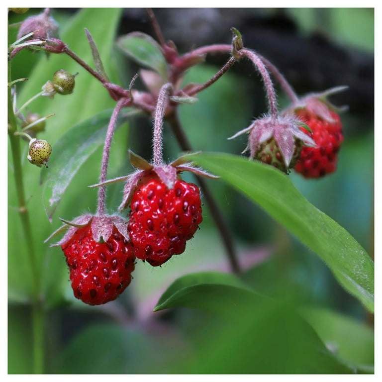 Everwilde Farms - 30 Wild Strawberry Native Wildflower Seeds