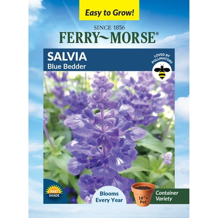 Ferry-Morse 110MG Salvia Blue Bedder Perennial Flower Seeds, Partial Shade