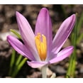 thumbnail image 2 of Roseus Snow Crocus 10 Bulbs - Very Hardy! - 5/+ cm Bulbs, 2 of 3