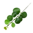 thumbnail image 4 of Tnobhg 10Pcs Artificial Eucalyptus Leaves Branch with Stem Realistic Reusable Faux Green Plants Greenery Home Table Centerpiece Decoration Photo Props, 4 of 7