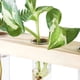 thumbnail image 5 of Jarrones de tubo de ensayo Propagador de plantas hidropónico Terrario Simple elegante 3 Equipo de propagación de plantas en escalón para oficina Oficina Balcón Beige Advancent HA011384-02B, 5 of 7
