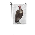 thumbnail image 1 of SIDONKU Brown Hooded Vulture Necrosyrtes Monachus 11 Years Old in Front Garden Flag Decorative Flag House Banner 28x40 inch, 1 of 1