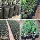 thumbnail image 2 of 200 bolsas de plástico gruesas para vivero para plántulas de flores y frutas bolsas para plantar en jardín con permeabilidad al aire 12*15CM, 2 of 5