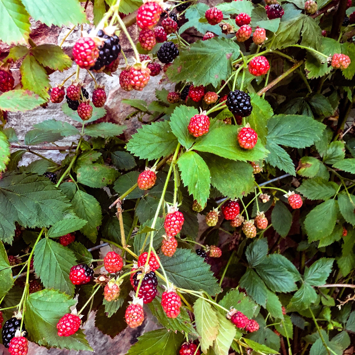 Southern Living Osage Thornless Blackberry Bush Live Shrub in 2.5-Quart Grower Pot