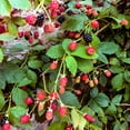thumbnail image 2 of Southern Living Navaho Thornless Blackberry Bush Live Shrub in 2.5-Quart Grower Pot, 2 of 9