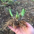 Hosta Bulbs, Ground Cover Plants, Potted Plants, Four Seasons, Cold And