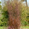 thumbnail image 3 of Direct Gardening Standing Ovation Little Bluestem Ornamental Grass Dormant Bare Root Perennial Starter Plant, 3 of 4