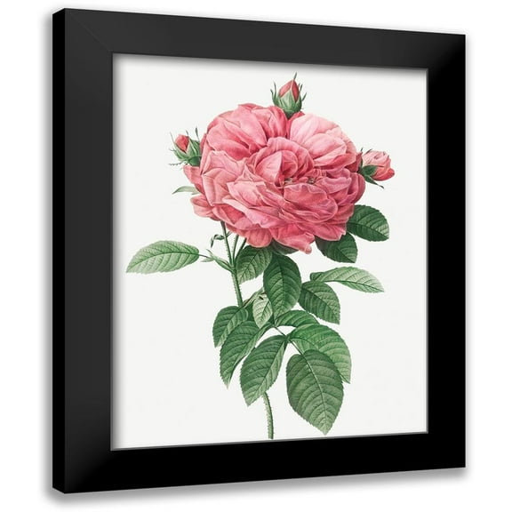 Redoute, Pierre Joseph 12x14 Black Modern Framed Museum Art Print Titled - Giant French Rose Bloom, Provins rosebush with gigantic flower, Rosa gallica flore giganteo